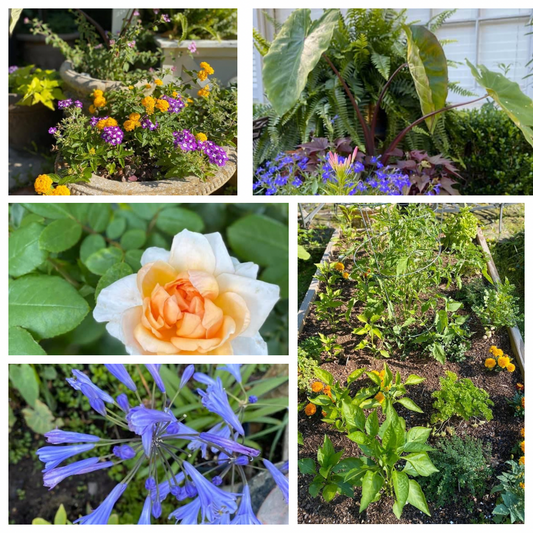 2020 quarantine in the garden