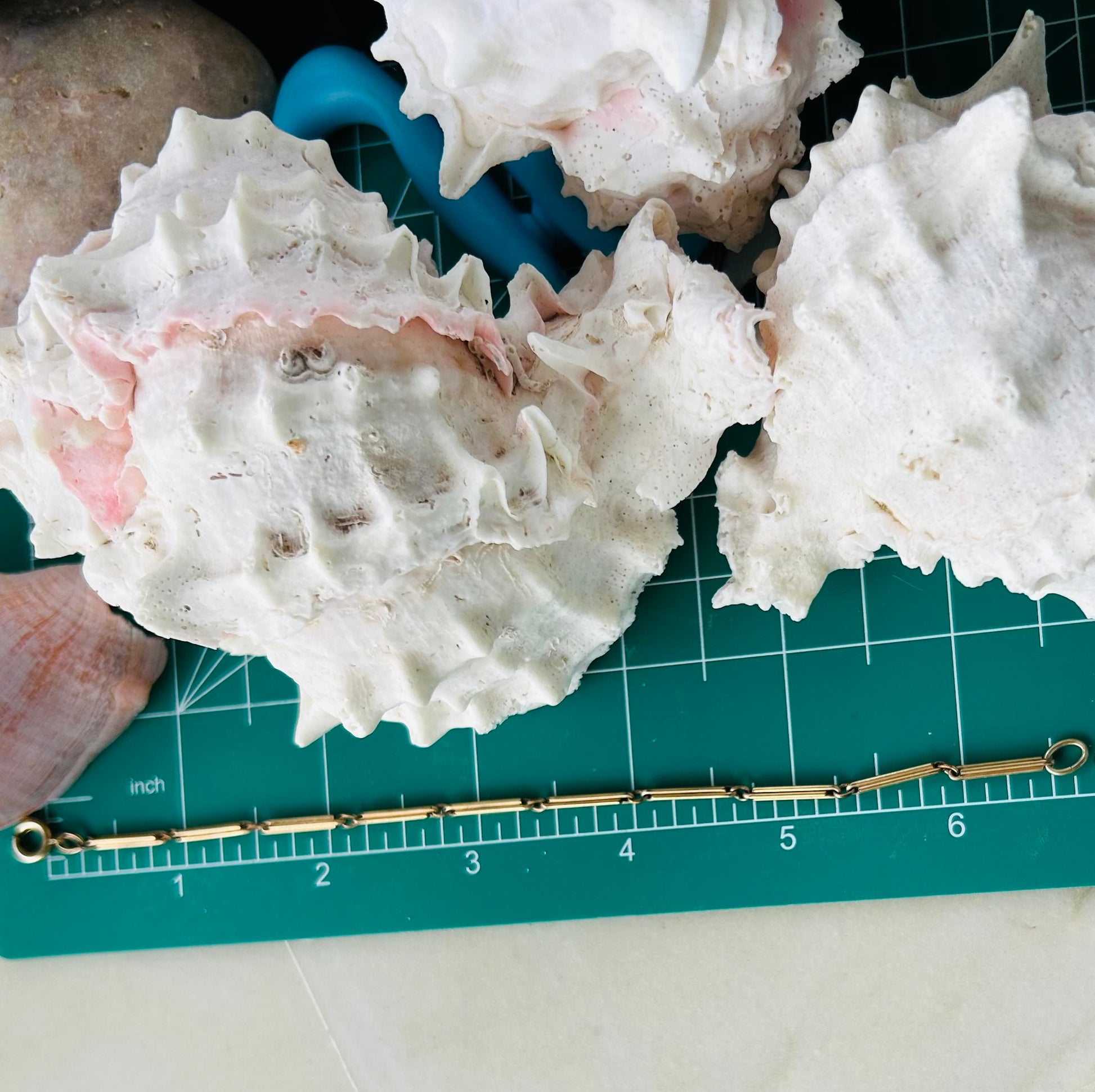 Large white shell on a green cutting mat with a ruler for scale.